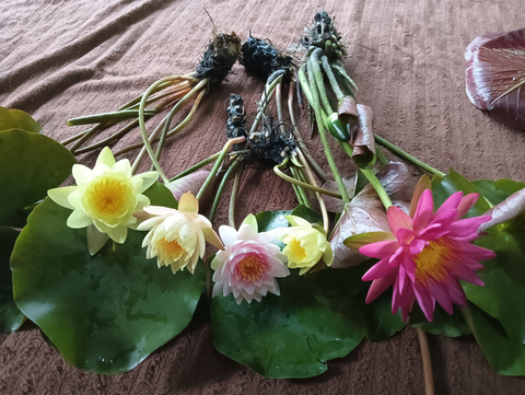 Live Pond Plants & Water Lilies for sale cheap