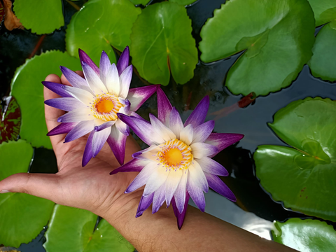 Day Blooming Water Lily