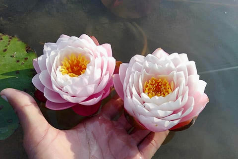 Eakadara Hardy Water Lily