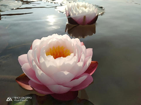 Eakadara Hardy Water Lily
