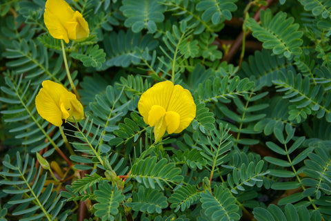 Botswana Wonder Favorite Floating Pond Plant !