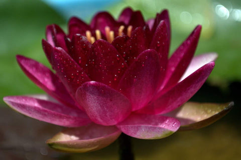 Almost Black Water Lily