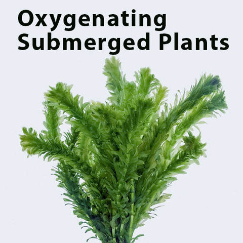 Anacharis (Elodea) Sold by the bunch,