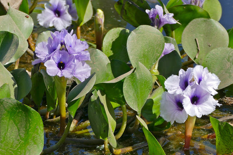 Azurea Purple Water Calla, Limited stock