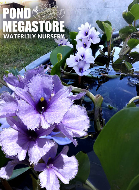 Azurea Purple Water Calla, Limited stock