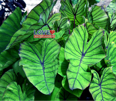 Blue Hawaii Taro