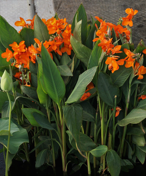 Chiquita Punch Canna 🌼 Heavy Bloomer! 🌼