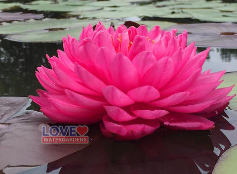 Fuchsia Pom Pom Water Lily