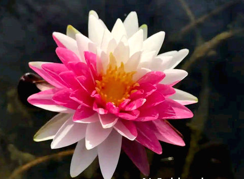 Jakkaphong Medium Hardy Water Lily