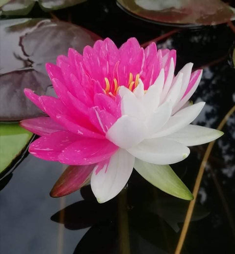 Jakkaphong Medium Hardy Water Lily