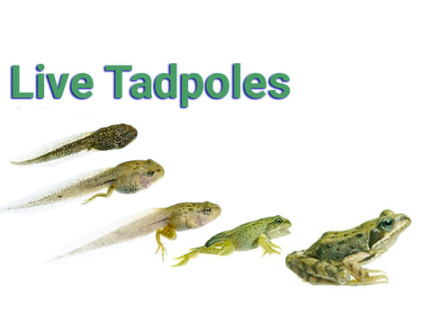 Live Frog Tadpoles for sale