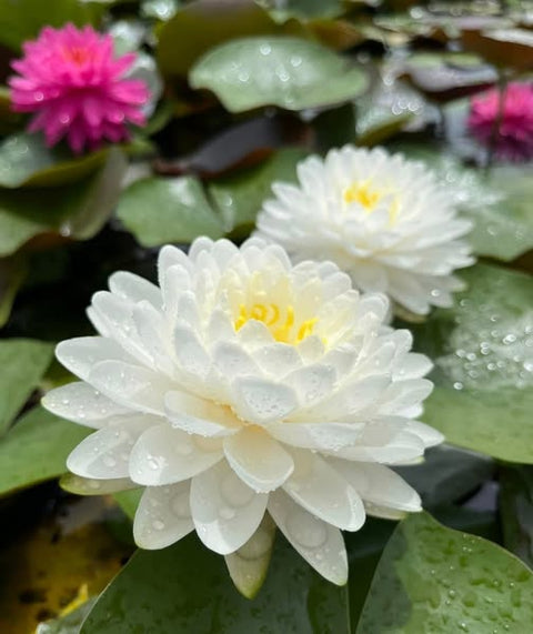 White Mallika Hardy Water Lily