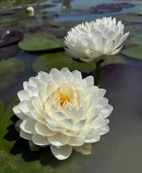 White Mallika Hardy Water Lily