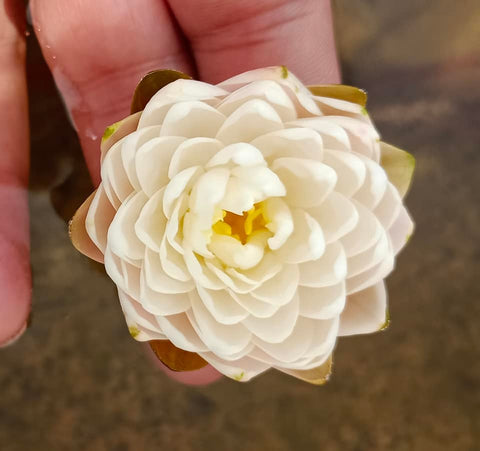 Mini Mali Hardy Water Lily