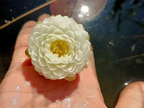 Mini Mali Hardy Water Lily