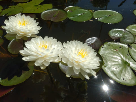 Mini Mali Hardy Water Lily