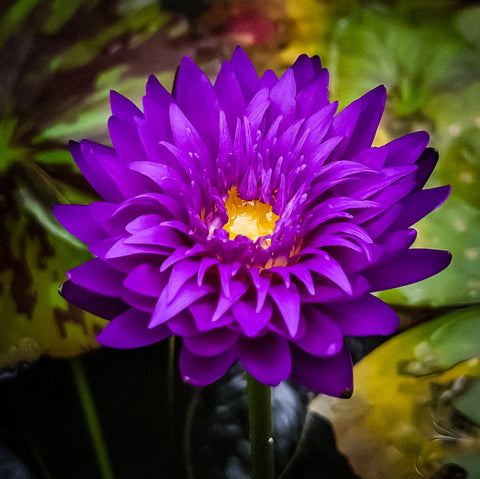 Morada Bay Water Lily