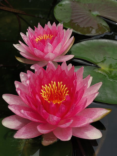 Nattamon Hardy Water Lily