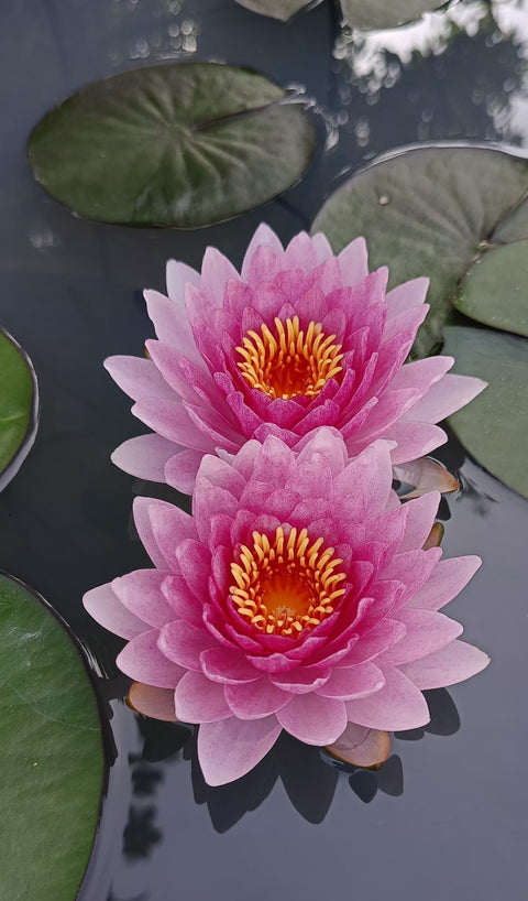 Nattamon Hardy Water Lily