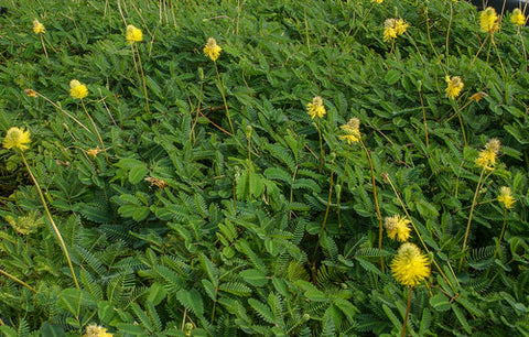 Water mimosa The Sensitive Plant