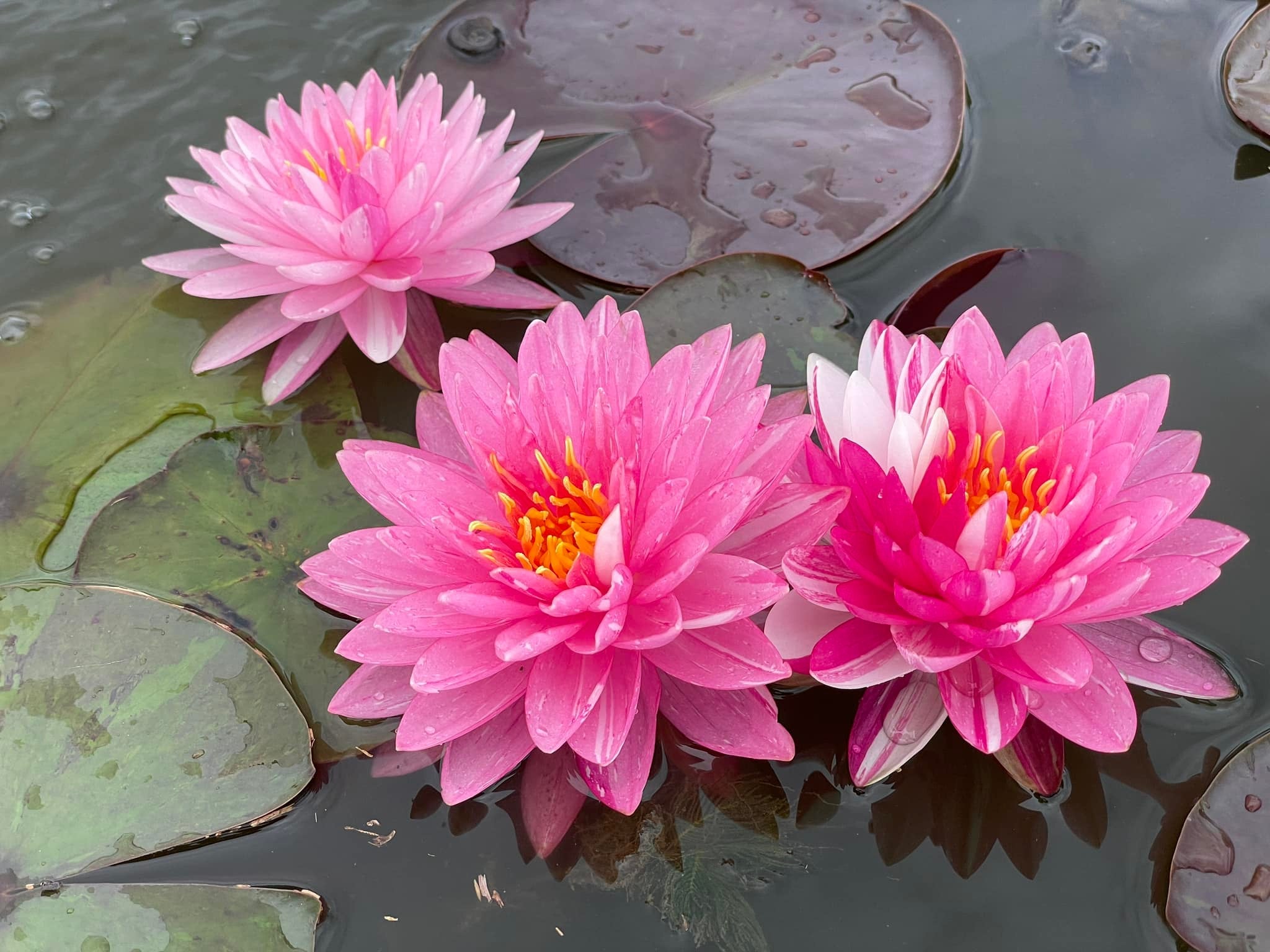 Pink Dream Hardy Water Lily – LoveWatergardens