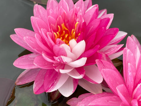 Pink Dream Hardy Water Lily