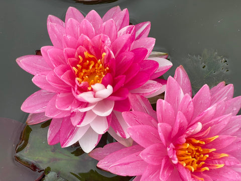 Pink Dream Hardy Water Lily