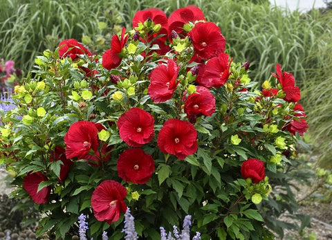 Luna Red Hibiscus (Moscheutos) Winter Hardy to minus 30°F Available Now