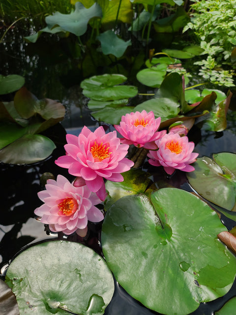 Siam Angel Hardy Water Lily