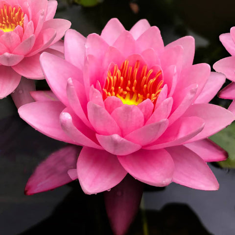 Siam Angel Hardy Water Lily