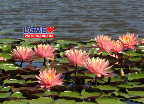 Sunny Pink Hardy Water Lily