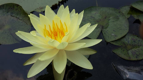 Texas Dawn Hardy Water Lily