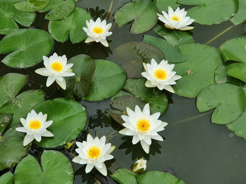Virginalis White Hardy Water Lily