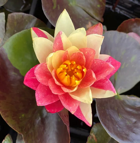 Wanvisa Hardy Water Lily