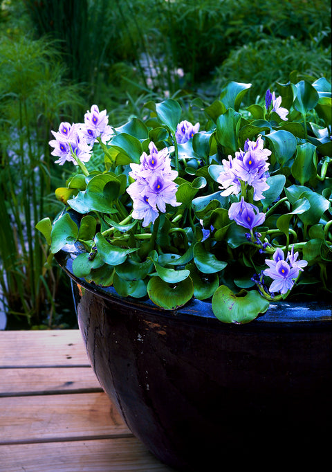 Water Hyacinth Floating Pond Plants