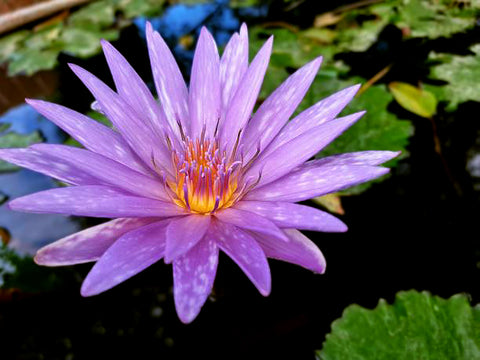Islamorada Water Lily