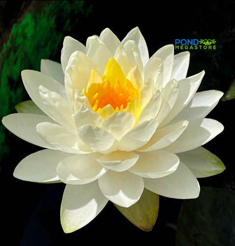 Wedding Dress Large Hardy Water Lily