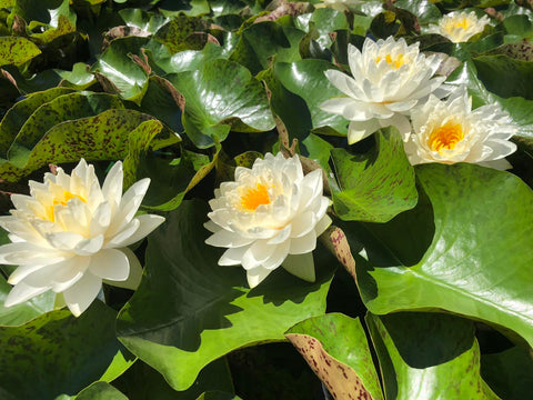 Wedding Dress Large Hardy Water Lily