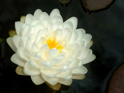 White Mallika Hardy Water Lily