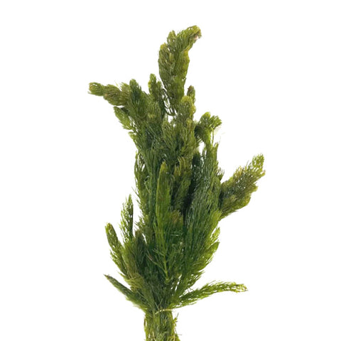 Hornwort (Bunched Pond Plant), Starves algae and protects fish