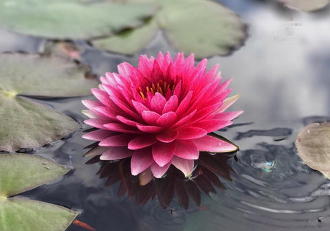 Maha Treasure Hardy Water Lily