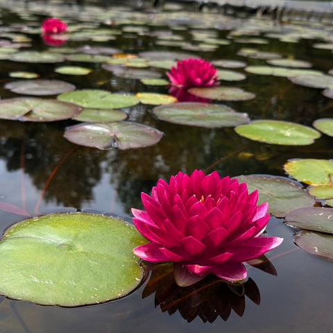 Reine du Ball Hardy Water Lily