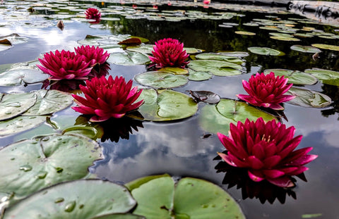 Reine du Ball Hardy Water Lily