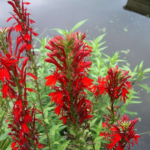 Red Cardinal Flower (Lobelia cardinalis)