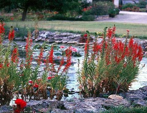 Red Cardinal Flower (Lobelia cardinalis)