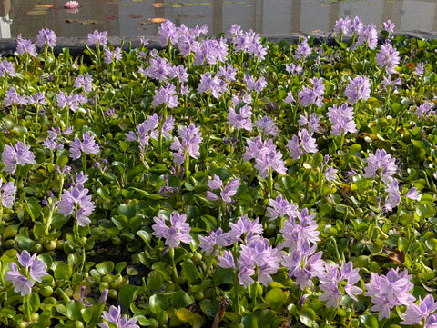 Water Hyacinth Floating Pond Plants