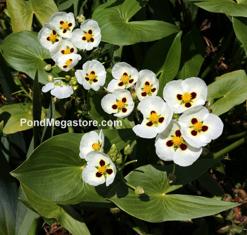Aztec Arrowhead (Sagittaria Montevidensis) - pondmegastore