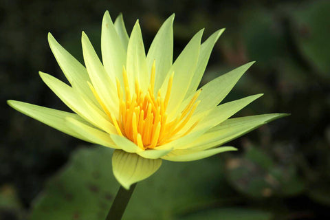 St. Louis Gold Waterlily Medium, Day Bloomer - pondmegastore