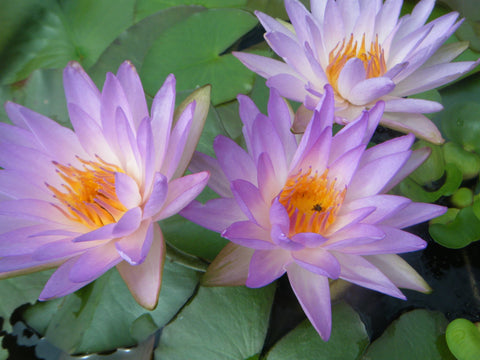 Fay McDonald Hardy Purple Waterlily Sold out for 2020 - pondmegastore
