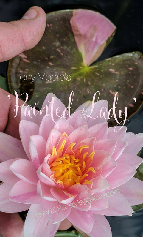 Painted Lady  Medium Hardy Waterlily  - pondmegastore